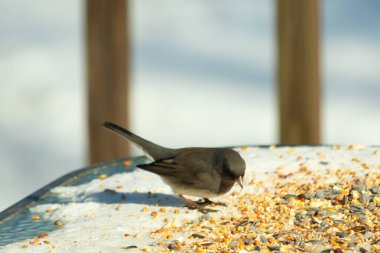 Bu tatlı, koyu renk gözlü junco kışın yemek yemek için cam masaya çıktı. Bu küçük siyah kuşun her tarafında kar ve kuş yemi var. Bu kuşun bir diğer adı da kar kuşu..