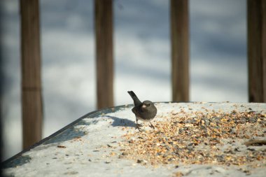 Bu tatlı, koyu renk gözlü junco kışın yemek yemek için cam masaya çıktı. Bu küçük siyah kuşun her tarafında kar ve kuş yemi var. Bu kuşun bir diğer adı da kar kuşu..