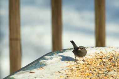 Bu tatlı, koyu renk gözlü junco kışın yemek yemek için cam masaya çıktı. Bu küçük siyah kuşun her tarafında kar ve kuş yemi var. Bu kuşun bir diğer adı da kar kuşu..