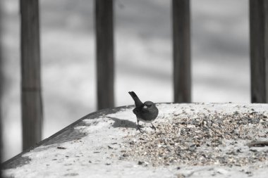 Bu tatlı, koyu renk gözlü junco kışın yemek yemek için cam masaya çıktı. Bu küçük siyah kuşun her tarafında kar ve kuş yemi var. Bu kuşun bir diğer adı da kar kuşu..