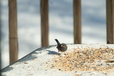 Bu tatlı, koyu renk gözlü junco kışın yemek yemek için cam masaya çıktı. Bu küçük siyah kuşun her tarafında kar ve kuş yemi var. Bu kuşun bir diğer adı da kar kuşu..