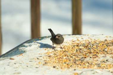 Bu tatlı, koyu renk gözlü junco kışın yemek yemek için cam masaya çıktı. Bu küçük siyah kuşun her tarafında kar ve kuş yemi var. Bu kuşun bir diğer adı da kar kuşu..