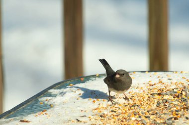 Bu tatlı, koyu renk gözlü junco kışın yemek yemek için cam masaya çıktı. Bu küçük siyah kuşun her tarafında kar ve kuş yemi var. Bu kuşun bir diğer adı da kar kuşu..