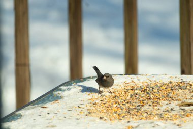 Bu tatlı, koyu renk gözlü junco kışın yemek yemek için cam masaya çıktı. Bu küçük siyah kuşun her tarafında kar ve kuş yemi var. Bu kuşun bir diğer adı da kar kuşu..