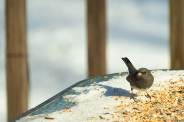 Bu tatlı, koyu renk gözlü junco kışın yemek yemek için cam masaya çıktı. Bu küçük siyah kuşun her tarafında kar ve kuş yemi var. Bu kuşun bir diğer adı da kar kuşu..