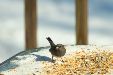 Bu tatlı, koyu renk gözlü junco kışın yemek yemek için cam masaya çıktı. Bu küçük siyah kuşun her tarafında kar ve kuş yemi var. Bu kuşun bir diğer adı da kar kuşu..