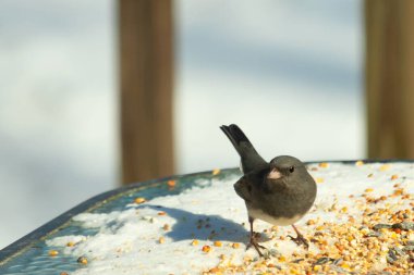 Bu tatlı, koyu renk gözlü junco kışın yemek yemek için cam masaya çıktı. Bu küçük siyah kuşun her tarafında kar ve kuş yemi var. Bu kuşun bir diğer adı da kar kuşu..