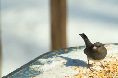 Bu tatlı, koyu renk gözlü junco kışın yemek yemek için cam masaya çıktı. Bu küçük siyah kuşun her tarafında kar ve kuş yemi var. Bu kuşun bir diğer adı da kar kuşu..