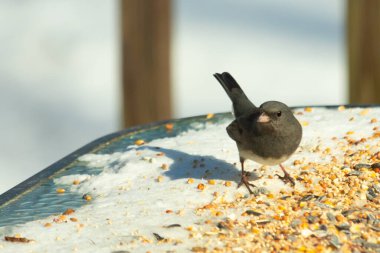 Bu tatlı, koyu renk gözlü junco kışın yemek yemek için cam masaya çıktı. Bu küçük siyah kuşun her tarafında kar ve kuş yemi var. Bu kuşun bir diğer adı da kar kuşu..