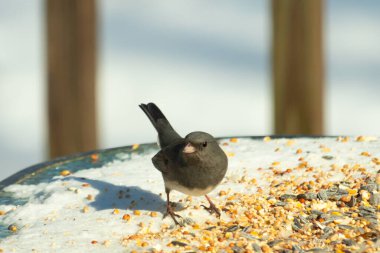 Bu tatlı, koyu renk gözlü junco kışın yemek yemek için cam masaya çıktı. Bu küçük siyah kuşun her tarafında kar ve kuş yemi var. Bu kuşun bir diğer adı da kar kuşu..