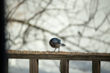 Bu güzel mavi karga ahşap korkuluklara doğru geldi. Kuşyemi bu kuşun her yerinde. Bu renkli kuşları beyaz, siyah ve mavi tüyleriyle izlemek çok güzel..