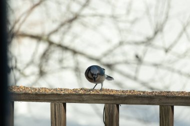 Bu güzel mavi karga ahşap korkuluklara doğru geldi. Kuşyemi bu kuşun her yerinde. Bu renkli kuşları beyaz, siyah ve mavi tüyleriyle izlemek çok güzel..
