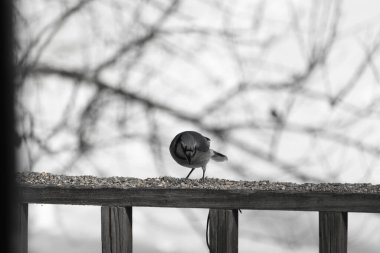 Bu güzel mavi karga ahşap korkuluklara doğru geldi. Kuşyemi bu kuşun her yerinde. Bu renkli kuşları beyaz, siyah ve mavi tüyleriyle izlemek çok güzel..