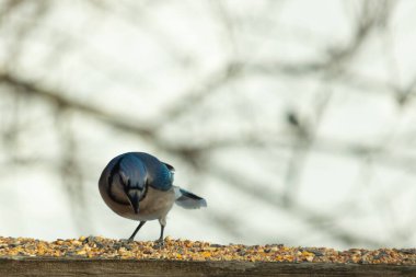 Bu güzel mavi karga ahşap korkuluklara doğru geldi. Kuşyemi bu kuşun her yerinde. Bu renkli kuşları beyaz, siyah ve mavi tüyleriyle izlemek çok güzel..