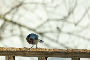 Bu güzel mavi karga ahşap korkuluklara doğru geldi. Kuşyemi bu kuşun her yerinde. Bu renkli kuşları beyaz, siyah ve mavi tüyleriyle izlemek çok güzel..