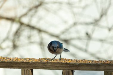 Bu güzel mavi karga ahşap korkuluklara doğru geldi. Kuşyemi bu kuşun her yerinde. Bu renkli kuşları beyaz, siyah ve mavi tüyleriyle izlemek çok güzel..