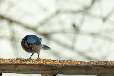 Bu güzel mavi karga ahşap korkuluklara doğru geldi. Kuşyemi bu kuşun her yerinde. Bu renkli kuşları beyaz, siyah ve mavi tüyleriyle izlemek çok güzel..