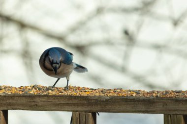 Bu güzel mavi karga ahşap korkuluklara doğru geldi. Kuşyemi bu kuşun her yerinde. Bu renkli kuşları beyaz, siyah ve mavi tüyleriyle izlemek çok güzel..