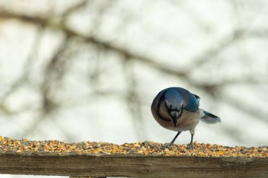 Bu güzel mavi karga ahşap korkuluklara doğru geldi. Kuşyemi bu kuşun her yerinde. Bu renkli kuşları beyaz, siyah ve mavi tüyleriyle izlemek çok güzel..