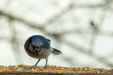 Bu güzel mavi karga ahşap korkuluklara doğru geldi. Kuşyemi bu kuşun her yerinde. Bu renkli kuşları beyaz, siyah ve mavi tüyleriyle izlemek çok güzel..