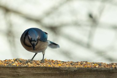 Bu güzel mavi karga ahşap korkuluklara doğru geldi. Kuşyemi bu kuşun her yerinde. Bu renkli kuşları beyaz, siyah ve mavi tüyleriyle izlemek çok güzel..