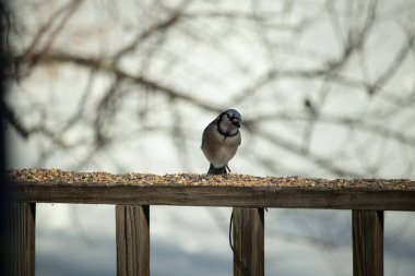 Bu güzel mavi karga ahşap korkuluklara doğru geldi. Kuşyemi bu kuşun her yerinde. Bu renkli kuşları beyaz, siyah ve mavi tüyleriyle izlemek çok güzel..