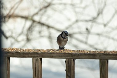 Bu güzel mavi karga ahşap korkuluklara doğru geldi. Kuşyemi bu kuşun her yerinde. Bu renkli kuşları beyaz, siyah ve mavi tüyleriyle izlemek çok güzel..