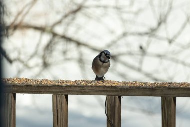 Bu güzel mavi karga ahşap korkuluklara doğru geldi. Kuşyemi bu kuşun her yerinde. Bu renkli kuşları beyaz, siyah ve mavi tüyleriyle izlemek çok güzel..