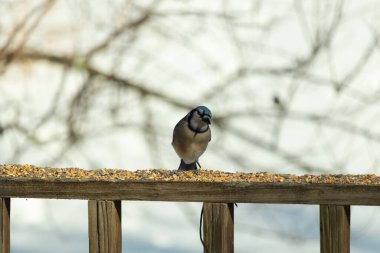Bu güzel mavi karga ahşap korkuluklara doğru geldi. Kuşyemi bu kuşun her yerinde. Bu renkli kuşları beyaz, siyah ve mavi tüyleriyle izlemek çok güzel..