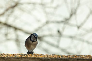 Bu güzel mavi karga ahşap korkuluklara doğru geldi. Kuşyemi bu kuşun her yerinde. Bu renkli kuşları beyaz, siyah ve mavi tüyleriyle izlemek çok güzel..