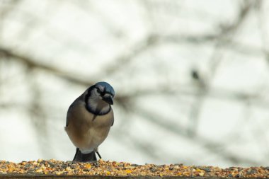 Bu güzel mavi karga ahşap korkuluklara doğru geldi. Kuşyemi bu kuşun her yerinde. Bu renkli kuşları beyaz, siyah ve mavi tüyleriyle izlemek çok güzel..