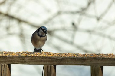 Bu güzel mavi karga ahşap korkuluklara doğru geldi. Kuşyemi bu kuşun her yerinde. Bu renkli kuşları beyaz, siyah ve mavi tüyleriyle izlemek çok güzel..