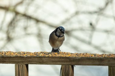 Bu güzel mavi karga ahşap korkuluklara doğru geldi. Kuşyemi bu kuşun her yerinde. Bu renkli kuşları beyaz, siyah ve mavi tüyleriyle izlemek çok güzel..