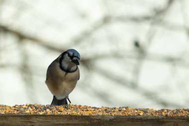 Bu güzel mavi karga ahşap korkuluklara doğru geldi. Kuşyemi bu kuşun her yerinde. Bu renkli kuşları beyaz, siyah ve mavi tüyleriyle izlemek çok güzel..