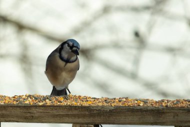Bu güzel mavi karga ahşap korkuluklara doğru geldi. Kuşyemi bu kuşun her yerinde. Bu renkli kuşları beyaz, siyah ve mavi tüyleriyle izlemek çok güzel..