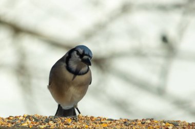 Bu güzel mavi karga ahşap korkuluklara doğru geldi. Kuşyemi bu kuşun her yerinde. Bu renkli kuşları beyaz, siyah ve mavi tüyleriyle izlemek çok güzel..