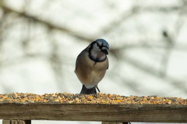 Bu güzel mavi karga ahşap korkuluklara doğru geldi. Kuşyemi bu kuşun her yerinde. Bu renkli kuşları beyaz, siyah ve mavi tüyleriyle izlemek çok güzel..