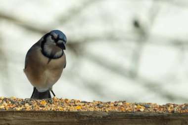 Bu güzel mavi karga ahşap korkuluklara doğru geldi. Kuşyemi bu kuşun her yerinde. Bu renkli kuşları beyaz, siyah ve mavi tüyleriyle izlemek çok güzel..
