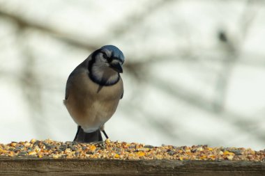 Bu güzel mavi karga ahşap korkuluklara doğru geldi. Kuşyemi bu kuşun her yerinde. Bu renkli kuşları beyaz, siyah ve mavi tüyleriyle izlemek çok güzel..