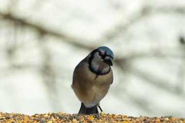 Bu güzel mavi karga ahşap korkuluklara doğru geldi. Kuşyemi bu kuşun her yerinde. Bu renkli kuşları beyaz, siyah ve mavi tüyleriyle izlemek çok güzel..