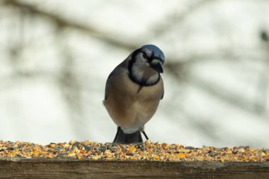 Bu güzel mavi karga ahşap korkuluklara doğru geldi. Kuşyemi bu kuşun her yerinde. Bu renkli kuşları beyaz, siyah ve mavi tüyleriyle izlemek çok güzel..