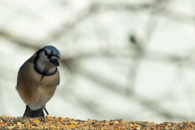 Bu güzel mavi karga ahşap korkuluklara doğru geldi. Kuşyemi bu kuşun her yerinde. Bu renkli kuşları beyaz, siyah ve mavi tüyleriyle izlemek çok güzel..