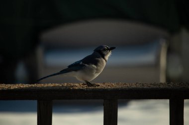 Bu güzel mavi karga ahşap korkuluklara doğru geldi. Kuşyemi bu kuşun her yerinde. Bu renkli kuşları beyaz, siyah ve mavi tüyleriyle izlemek çok güzel..