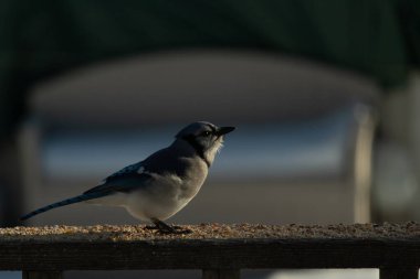 Bu güzel mavi karga ahşap korkuluklara doğru geldi. Kuşyemi bu kuşun her yerinde. Bu renkli kuşları beyaz, siyah ve mavi tüyleriyle izlemek çok güzel..