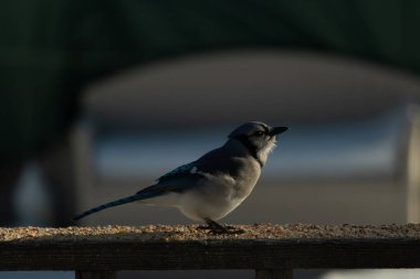 Bu güzel mavi karga ahşap korkuluklara doğru geldi. Kuşyemi bu kuşun her yerinde. Bu renkli kuşları beyaz, siyah ve mavi tüyleriyle izlemek çok güzel..