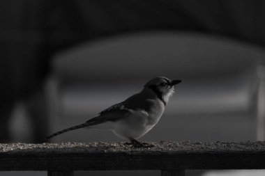 Bu güzel mavi karga ahşap korkuluklara doğru geldi. Kuşyemi bu kuşun her yerinde. Bu renkli kuşları beyaz, siyah ve mavi tüyleriyle izlemek çok güzel..