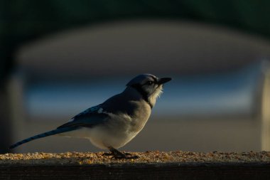 Bu güzel mavi karga ahşap korkuluklara doğru geldi. Kuşyemi bu kuşun her yerinde. Bu renkli kuşları beyaz, siyah ve mavi tüyleriyle izlemek çok güzel..