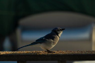 Bu güzel mavi karga ahşap korkuluklara doğru geldi. Kuşyemi bu kuşun her yerinde. Bu renkli kuşları beyaz, siyah ve mavi tüyleriyle izlemek çok güzel..