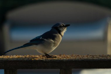 Bu güzel mavi karga ahşap korkuluklara doğru geldi. Kuşyemi bu kuşun her yerinde. Bu renkli kuşları beyaz, siyah ve mavi tüyleriyle izlemek çok güzel..