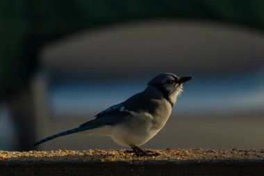 Bu güzel mavi karga ahşap korkuluklara doğru geldi. Kuşyemi bu kuşun her yerinde. Bu renkli kuşları beyaz, siyah ve mavi tüyleriyle izlemek çok güzel..